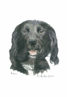 Coloured Pencil Drawing Police Dog